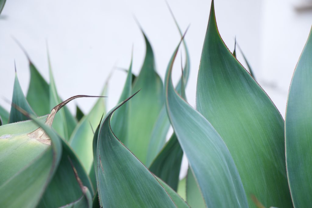  rubber plants