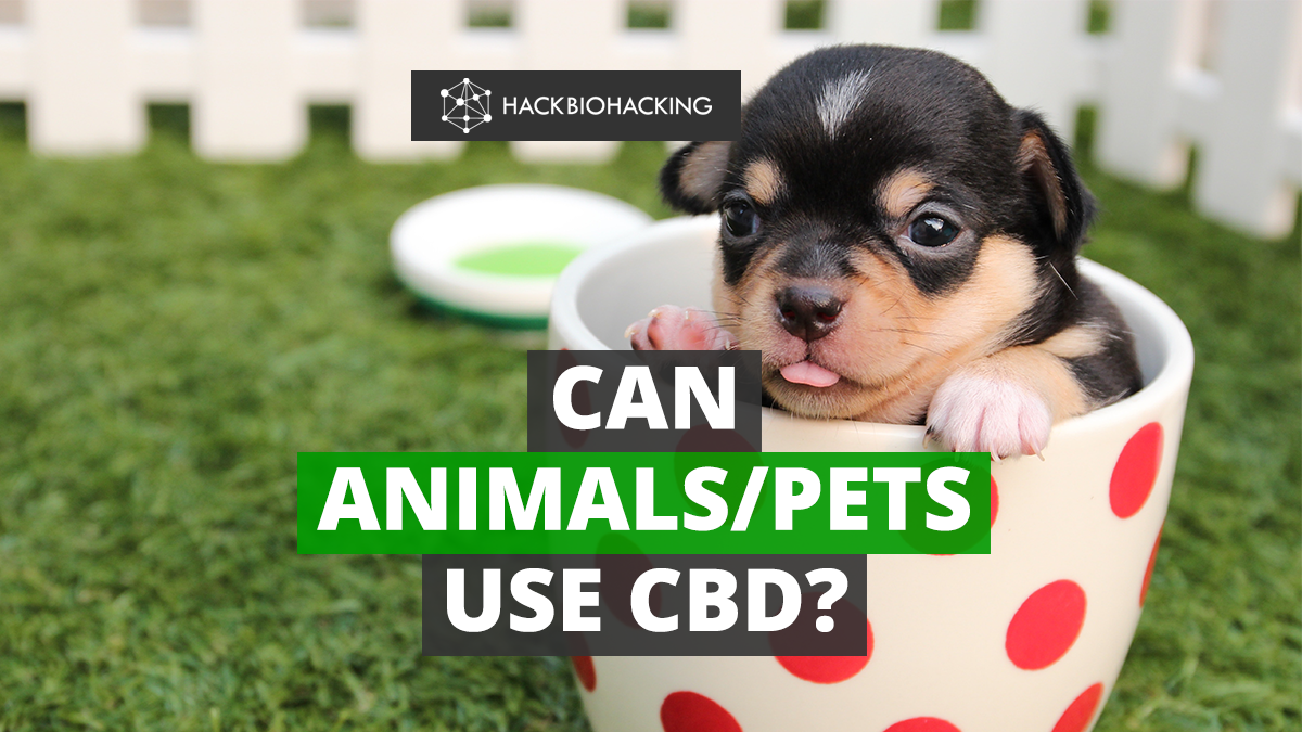 CBD for pets| CBD for animals | CBD